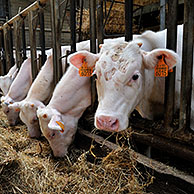 Calves being fed in the castle farm at Falaen in the Ardennes, Belgium